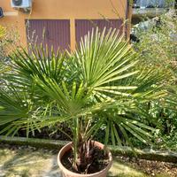due palme in vaso diam. 50