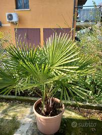 due palme in vaso diam. 50