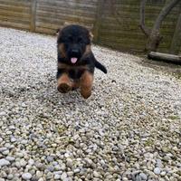 Cuccioli pastore tedesco