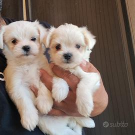 Cuccioli di maltese