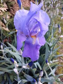 Rizomi bulbi di iris germanica 