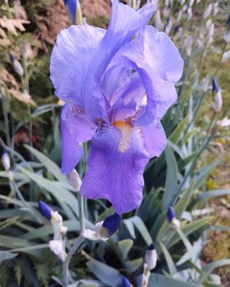 Rizomi bulbi di iris germanica 