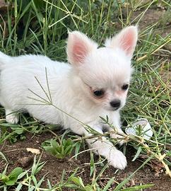 Chihuahua mini femmina