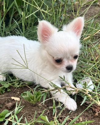 Chihuahua mini femmina