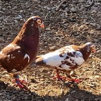 Colombi viaggiatoriTygrys Meulemans