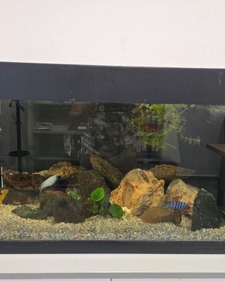 acquario "DUBAI 80"