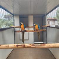 Coppie Ara,Cenerini,Amazzoni,Ecletti,Cacatua