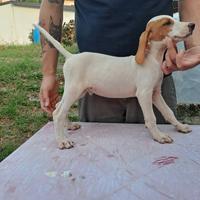 Cucciolo seg.dell'istria pelo raso