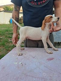 Cucciolo seg.dell'istria pelo raso