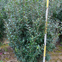 Piante per siepe di ilex crenata Convexa