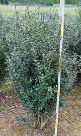 Piante per siepe di ilex crenata Convexa