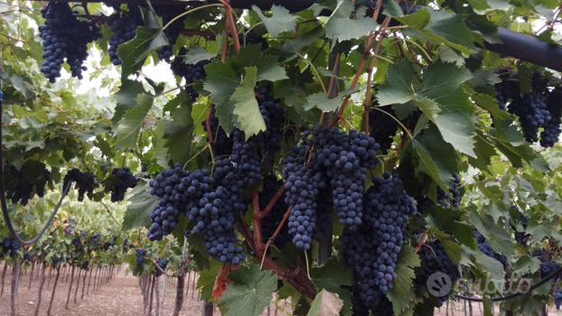 Vigneto Sangiovese