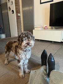 Barboncino per monta