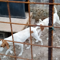 Cuccioli di segugio istriano