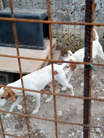 Cuccioli di segugio istriano