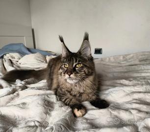 Main coon
