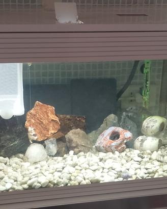 Aquario askol 