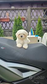 Maltese coreano