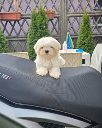 Maltese coreano