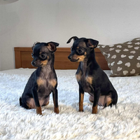 Mini-mini-mini femmina russian toy