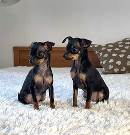 Mini-mini-mini femmina russian toy