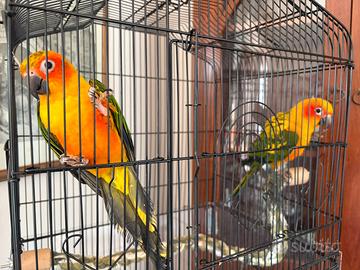 Coppia Pappagalli conuri del sole 2025