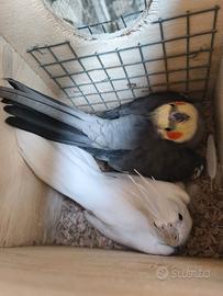 Pulli calopsite da imbecco