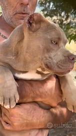 American bully