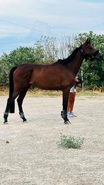 Cavalla da Salto ostacoli