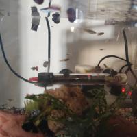 Guppy