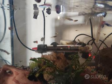 Guppy