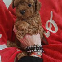 Maschietto barboncino toy