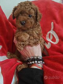 Maschietto barboncino toy