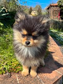 Spitz tedesco Pomerania nano