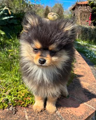 Spitz tedesco Pomerania nano