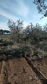Terreno agricolo