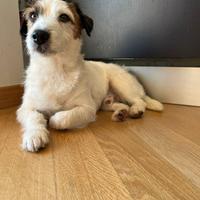 Jack Russel broken maschio per accoppiamento