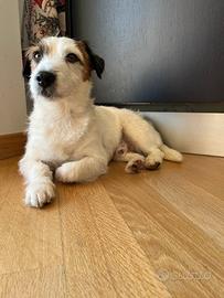 Jack Russel broken maschio per accoppiamento