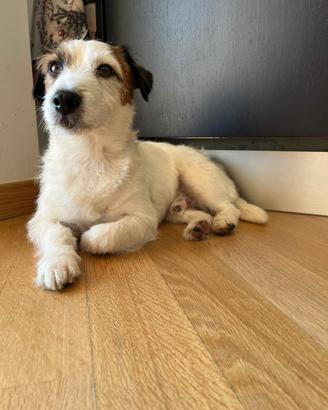 Jack Russel broken maschio per accoppiamento