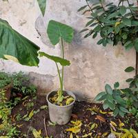 Piante Alocasia dette anche Orecchie di elefante.