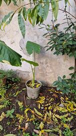 Piante Alocasia dette anche Orecchie di elefante.
