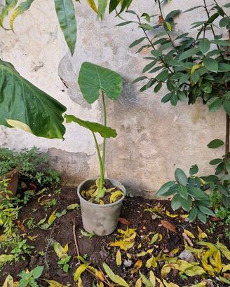 Piante Alocasia dette anche Orecchie di elefante.