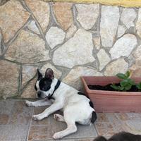 Bulldog francese