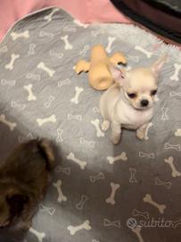 Cuccioli di chihuahua