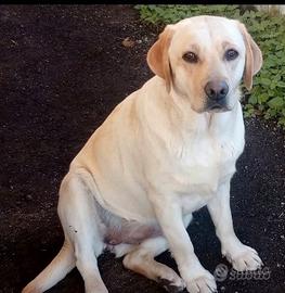 Labrador Femmina e Maschio