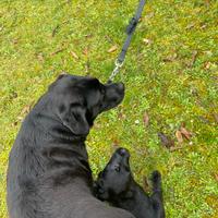 Ultimi 4 cuccioli di Labrador