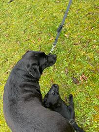 Ultimi 4 cuccioli di Labrador