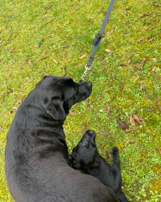 Ultimi 4 cuccioli di Labrador