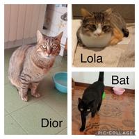 Tre gatti