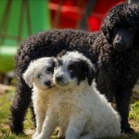 Cuccioli due mesi e mezzo mix barboncino